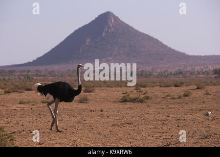 Die somalische Strauß (Struthio molybdophanes) auch als Blue-necked Strauß in der Samburu bekannt Stockfoto