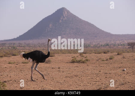 Die somalische Strauß (Struthio molybdophanes) auch als Blue-necked Strauß in der Samburu bekannt Stockfoto