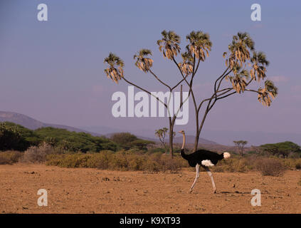 Die somalische Strauß (Struthio molybdophanes) auch als Blue-necked Strauß in der Samburu bekannt Stockfoto