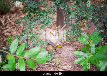 Rhesus macaque baby Holding eine Orange Peel im Wald Stockfoto