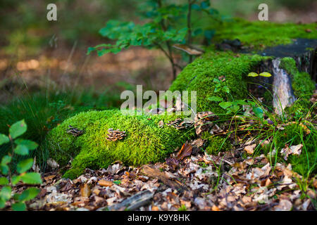 Eine kleine Lichtung mit einem toten Baumstamm von Moosen und Pilzen überwuchert, einige Sonnenlicht erhellt. Stockfoto