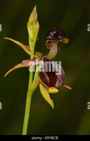 Große Ente Orchidee. Stockfoto