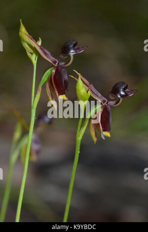 Große Ente Orchidee. Stockfoto