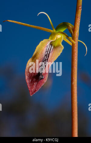 Große Zunge Orchidee. Stockfoto