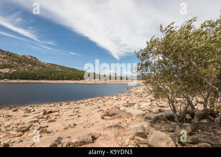 Olivenbaum wächst unter den Felsen und Geröll am Ufer des Lac de l'Ospedale mit der Staumauer und Pinien und Hügeln im Hintergrund unter Stockfoto