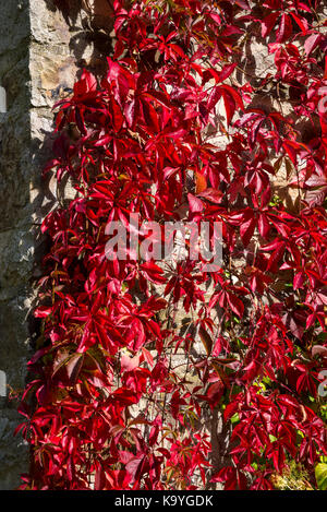 Leuchtend roten Virginia Creeper auf einer alten Steinmauer im Herbst Sonnenschein. Stockfoto