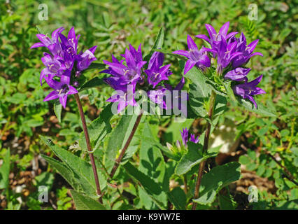 Campanula glomerata, die Clustered bellflower oder Däne Blut, von der Familie Campanulaceae Stockfoto