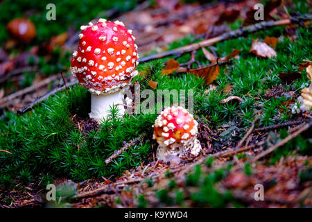 Amanita Muscaria, giftiger Pilz im natürlichen Wald Hintergrund Stockfoto