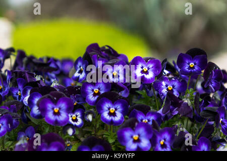 Viola tricolor Stockfoto