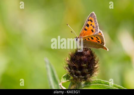 Großbritannien: sub Arten der kleine Schmetterling, Lycaena phlaeas Kupfer ssp. eleus Stockfoto