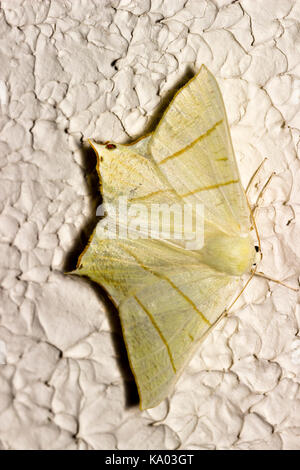 Nach schlucken tailed Moth, Ourapteryx sambucaria, ein im Sommer fliegen UK Arten Stockfoto