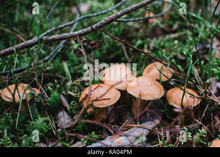 Suillus bovinus schließen bis auf in den Wald Stockfoto