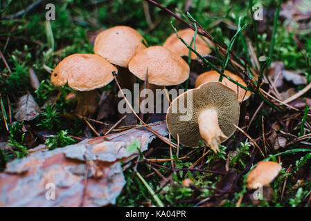 Suillus bovinus schließen bis auf in den Wald Stockfoto