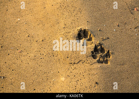 Hund footpring auf nassem Sand am Strand Stockfoto