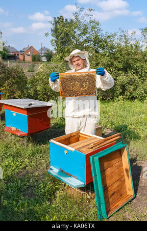 Imker, die eine Wabe voll von Bienen. Imker in arbeitsschutzausrüstungen Inspektion Honeycomb Rahmen an der Imkerei. Imkerei Konzept. Imker harve Stockfoto