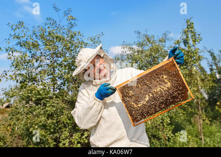 Closeup Portrait von imker Holding eine Wabe voll von Bienen. Imker in arbeitsschutzausrüstungen Inspektion Honeycomb Rahmen an der Imkerei. Imkerei conc Stockfoto