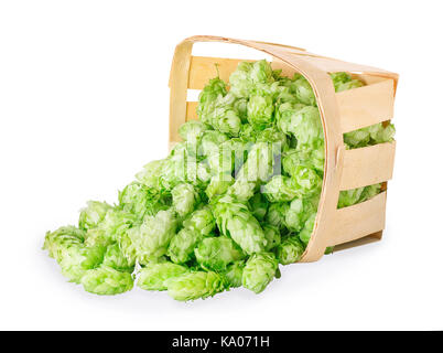 Verstreut in frischem Grün Hopfen in Holz- korb auf weißem Hintergrund mit Freistellungspfad isoliert. Hopfendolden für Bier. Zutat für die Zubereitung von Stockfoto
