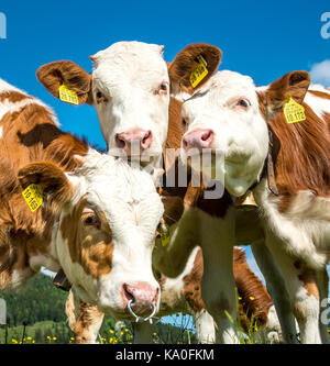 Drei junge Kälber (Bos primigenius taurus) schauen neugierig, Oberbayern, Bayern, Deutschland Stockfoto