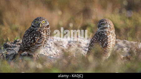 Grabende Eule in Cape Coral, Florida Stockfoto