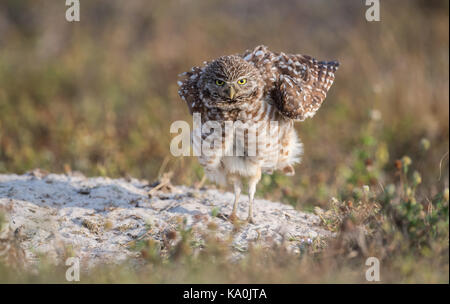 Grabende Eule in Cape Coral, Florida Stockfoto