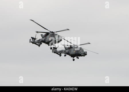 ZZ 375 und ZZ 535, zwei AgustaWestland Wildcat HMA.2 s per Hubschrauber Display Team der Royal Navy betrieben, die schwarze Katzen, bei East Fortune. Stockfoto