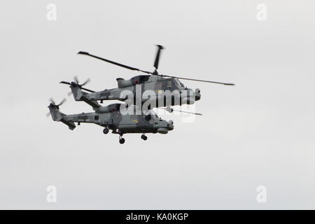 ZZ 375 und ZZ 535, zwei AgustaWestland Wildcat HMA.2 s per Hubschrauber Display Team der Royal Navy betrieben, die schwarze Katzen, bei East Fortune. Stockfoto