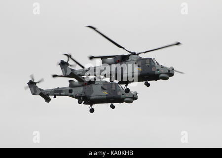 ZZ 375 und ZZ 535, zwei AgustaWestland Wildcat HMA.2 s per Hubschrauber Display Team der Royal Navy betrieben, die schwarze Katzen, bei East Fortune. Stockfoto