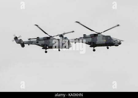 ZZ 375 und ZZ 535, zwei AgustaWestland Wildcat HMA.2 s per Hubschrauber Display Team der Royal Navy betrieben, die schwarze Katzen, bei East Fortune. Stockfoto