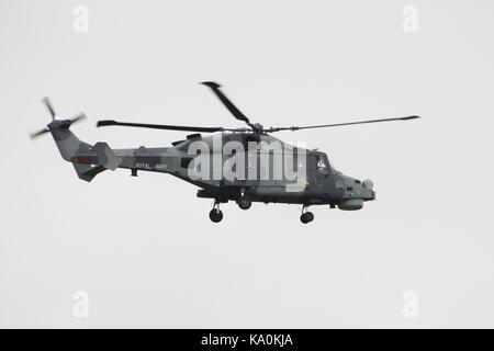 ZZ 375, ein AgustaWestland Wildcat HMA.2 Mit dem Hubschrauber Display Team der Royal Navy betrieben, die schwarze Katzen, bei East Fortune in East Lothian. Stockfoto