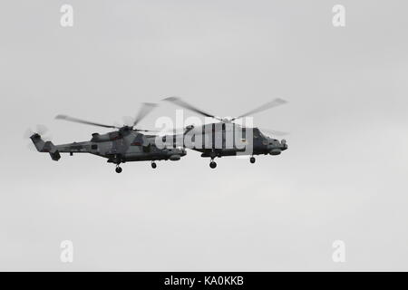 ZZ 375 und ZZ 535, zwei AgustaWestland Wildcat HMA.2 s per Hubschrauber Display Team der Royal Navy betrieben, die schwarze Katzen, bei East Fortune. Stockfoto