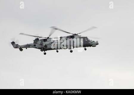 ZZ 375 und ZZ 535, zwei AgustaWestland Wildcat HMA.2 s per Hubschrauber Display Team der Royal Navy betrieben, die schwarze Katzen, bei East Fortune. Stockfoto