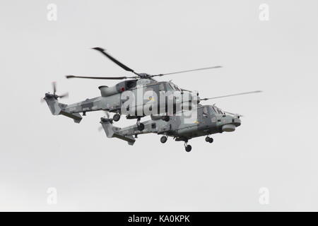 ZZ 375 und ZZ 535, zwei AgustaWestland Wildcat HMA.2 s per Hubschrauber Display Team der Royal Navy betrieben, die schwarze Katzen, bei East Fortune. Stockfoto