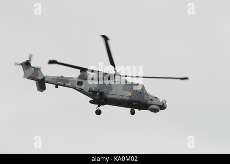 ZZ 375, ein AgustaWestland Wildcat HMA.2 Mit dem Hubschrauber Display Team der Royal Navy betrieben, die schwarze Katzen, bei East Fortune in East Lothian. Stockfoto