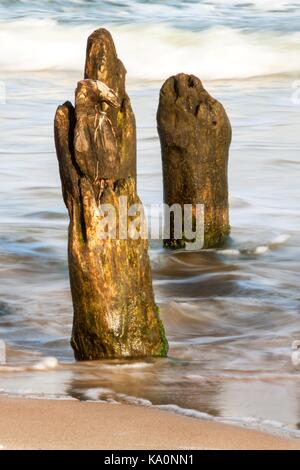 Alte Küstenschutz mit einem wellenbrecher. Holzpfählen im Meer. Herbst Morgen am Strand der Ostsee Stockfoto