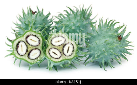Grüne castor Beans auf weißem Hintergrund Stockfoto