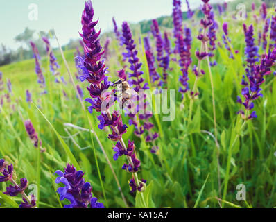 Biene sammelt Nektar von einer blauen Salvia, Salbei Blume auf einer grünen Wiese an einem sonnigen Sommertag. Stockfoto