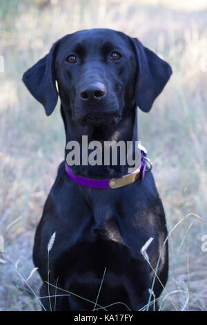 Schwarzer Labrador Retriever Hund Stockfoto