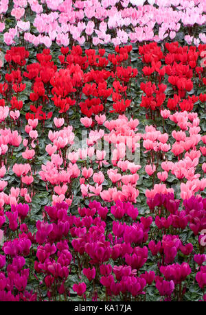 Cyclamen Coum. winterharte Alpenveilchen für Verkauf an Malvern Herbst flower show. Stockfoto