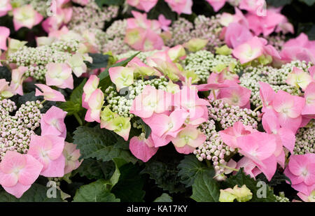 Hydrangea Macrophylla blüht. Stockfoto
