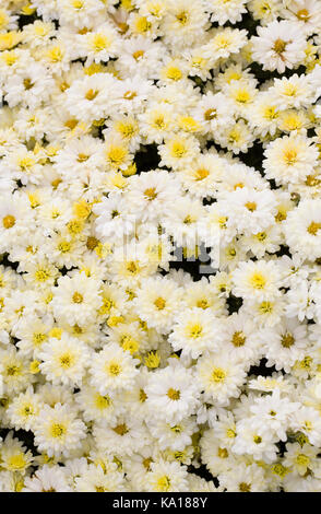 Kleine Blumen Chrysanthemen. Stockfoto