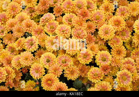 Kleine Blumen Chrysanthemen. Stockfoto