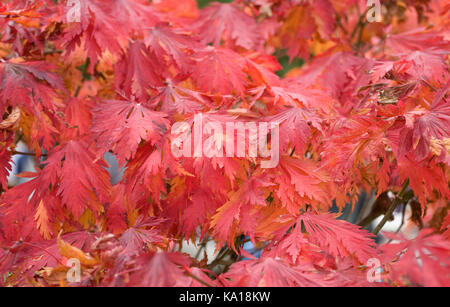 Acer palmatum 'atropurpureum' Blätter im Herbst. Stockfoto