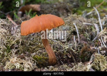 Gemeinsame Betrüger Fliegenpilz (Laccaria laccata) auf der Heide im Herbst Stockfoto