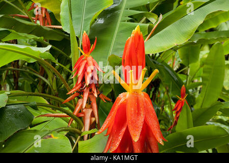 Musa Hanoi Fackel. Banane Blumen, ursprünglich aus Vietnam. Die Bezeichnung "Hanoi Fackel" bezieht sich auf das Gebiet, aus dem Werk zuerst eingeführt wurde. Stockfoto