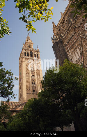 Turm und Fassade der Kathedrale Santa Maria del See in Sevilla, Andalusien, Spanien (Catedral de Santa María de la Sede) Stockfoto