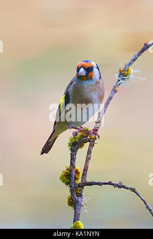 Europäische Goldfinch Stockfoto