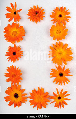 Vertikale Rahmen von calendula Köpfe. orange Blumen in einem Rahmen mit Kopie Raum in der Mitte angeordnet. Stockfoto