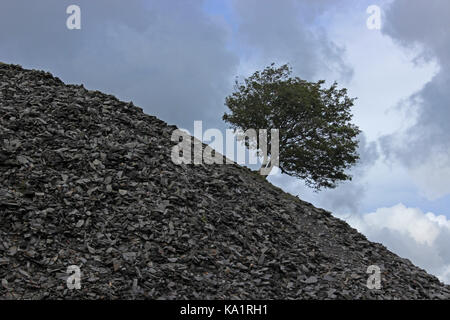 Alter Mann Coniston einsamer Baum auf Schiefer Stockfoto