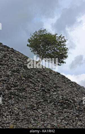 Alter Mann Coniston einsamer Baum auf Schiefer Stockfoto