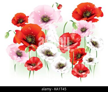 Schöne Mohnblumen mit Knospen auf hellen Hintergrund Stock Vektor